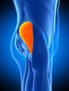 The gluteus medius