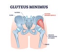 Gluteus minimus muscle with hips muscular system and bones outline concept Royalty Free Stock Photo