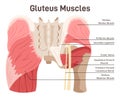 Gluteus muscles. Didactic scheme of anatomy of human muscular system Royalty Free Stock Photo