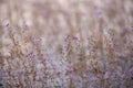 Glutinous rice seaweed is a flower that eats insects as water plants that originate in the lake. Royalty Free Stock Photo