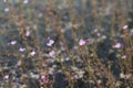 Glutinous rice seaweed is a flower that eats insects as water plants that originate in the lake. Royalty Free Stock Photo