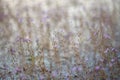 Glutinous rice seaweed is a flower that eats insects as water plants that originate in the lake. Royalty Free Stock Photo