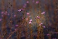 Glutinous rice seaweed is a flower that eats insects as water plants that originate in the lake. Royalty Free Stock Photo