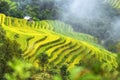 Glutinous rice terraces winding of the valley misty yellow