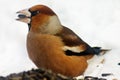 Glutton bird Royalty Free Stock Photo