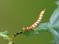 The glutton a caterpillar. Royalty Free Stock Photo