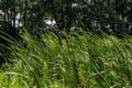 Glyceria maxima, commonly known as great manna grass, reed mannagrass, reed sweet-grass, and greater sweet-grass is rhizomatous