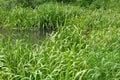 Glyceria maxima grows on the banks of the river and in the water