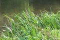 Glyceria maxima grows on the banks of the river and in the water