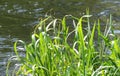 Glyceria maxima grows on the banks of the river and in the water