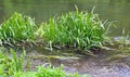 Glyceria maxima grows on the banks of the river and in the water