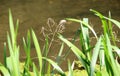 Glyceria maxima grows on the banks of the river and in the water