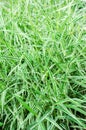 Glyceria maxima Variegata, long-term grass, ornamental grass, selective focus. nature wallpaper
