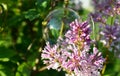 Glycerin bubble placed gently on delicate opening Lilac flowers
