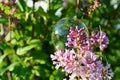 Glycerin bubble placed gently on delicate opening Lilac flowers