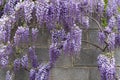 Glycine with purple flowers panicles in full bloom before a blue sky. Natural home decoration with Lila wisteria flower. Big Royalty Free Stock Photo