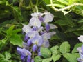 The Glycine violet