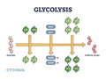 Glycolysis as metabolic pathway for glucose convertion outline diagram Royalty Free Stock Photo