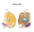 Glycolysis. Warburg effect Royalty Free Stock Photo