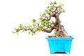 Glycosmis cochin-chinensis in bonsai format