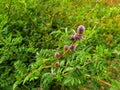 Glycyrrhiza glabra. Flower of a licorice bush.