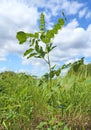 Glycyrrhiza. A herb against the sky