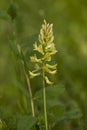 Glycyrrhiza