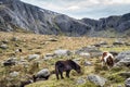 Glyderau  Wild Ponies Royalty Free Stock Photo