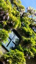 Glyine flowers around window in Kensington, London Royalty Free Stock Photo