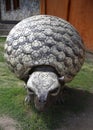 Glyptodon is an extinct genus of a large armored mammal. Dinosaur. Pleistocene epoch. Dinosaur with shell. Statue in theme park.