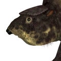 Glytodont Mammal Head