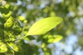 Gmelina asiatica, is a plant species, described by Linnaeus, in the family Lamiaceae but previously placed on the Verbenaceae Royalty Free Stock Photo