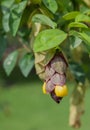 Gmelina philippensis flower in the garden Royalty Free Stock Photo