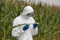 GMO - biotechnology engineer examining corn cob on