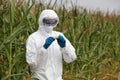 GMO - biotechnology engineer examining corn cob on