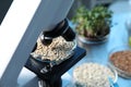 GMO concept. Petri dish with wheat grains under microscope on table in laboratory, closeup Royalty Free Stock Photo