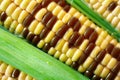 Gmo corn Royalty Free Stock Photo