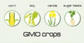 GMO crops