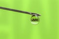 GMO in food. Genetically modified foods. Macro needle and drop with the inscription GMO on green background.