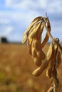 GMO-free soybean fields. Ripe and ready for collection