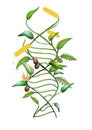 GMO DNA