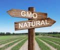 GMO and natural road sign with pea field as a Royalty Free Stock Photo