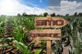 GMO and Organic Sign on a Corn Field Royalty Free Stock Photo