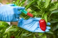 GMO and pesticide modification. Scientist in gloves injecting pepper with red fertilizer. GMO scientist injecting liquid from Royalty Free Stock Photo