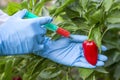 GMO and pesticide modification. Scientist in gloves injecting pepper with red fertilizer. GMO scientist injecting liquid from syri Royalty Free Stock Photo