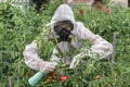 GMO scientist genetically modifying tomato with spray