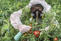 GMO scientist genetically modifying tomato with spray