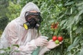 GMO scientist genetically modifying tomato with spray