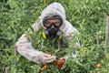 GMO scientist genetically modifying tomato with syringe