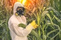 GMO scientist in coveralls genetically modifying corn maize Royalty Free Stock Photo